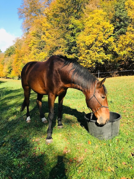 Photo horse standing in a field