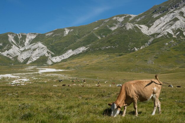 Foto cavallo in piedi in un campo