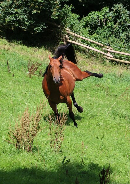 Foto cavallo in piedi sul campo