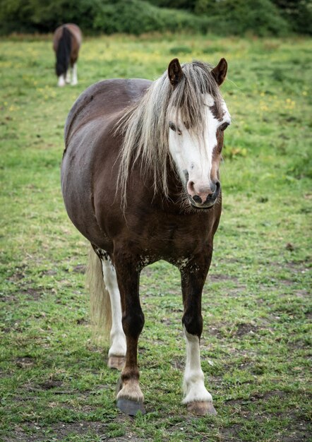 Photo horse standing in a field