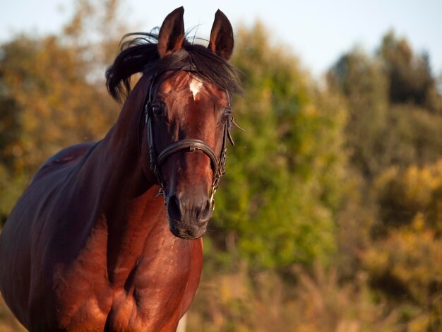 Foto cavallo in piedi sul campo