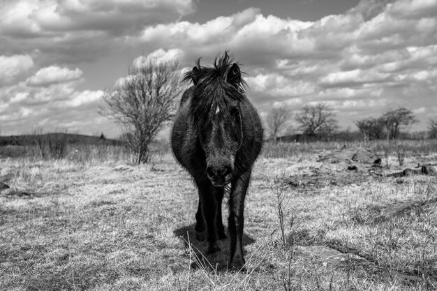 Foto cavallo in piedi in un campo