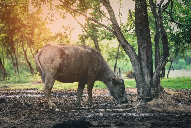 Horse standing in a field