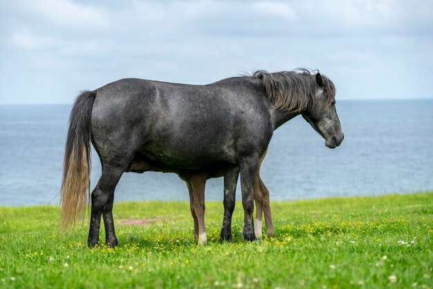 Horse standing in a field