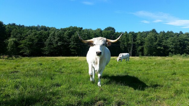 Photo horse standing in a field