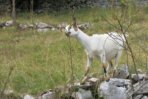 Foto cavallo in piedi sul campo