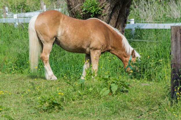 Horse standing on field