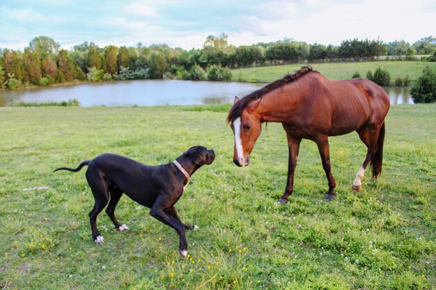 Horse standing in a field