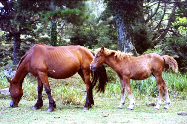 Foto cavallo in piedi sul campo