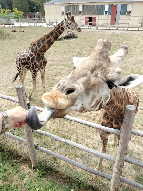 Foto cavallo in piedi sul campo