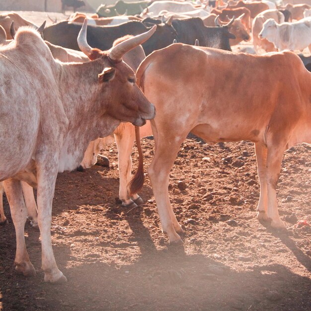 Foto cavallo in piedi in un campo