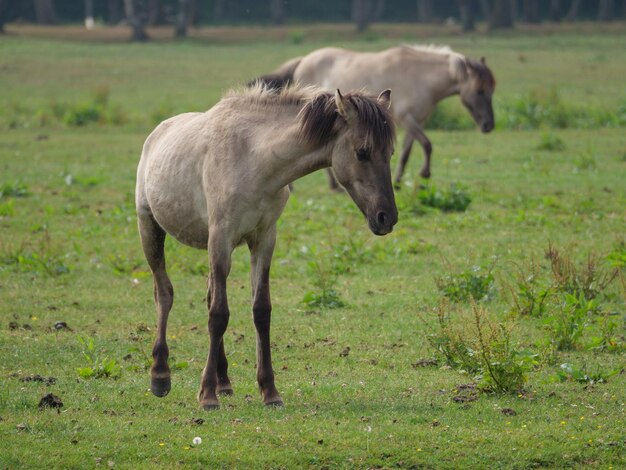 Horse standing in a field