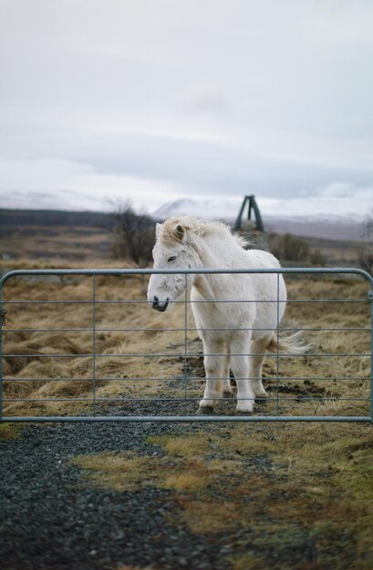 Foto cavallo in piedi sul campo