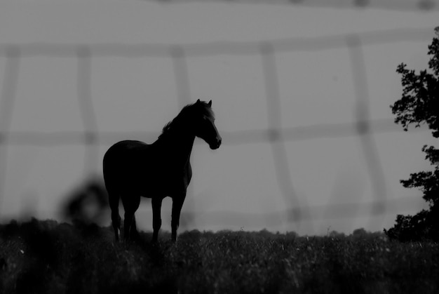 Photo horse standing in a field