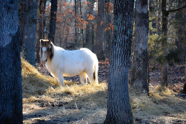 Лошадь, стоящая в лесу.