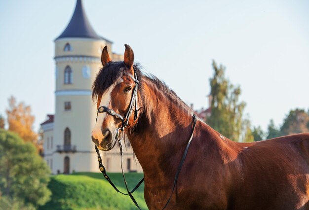 Foto cavallo in piedi davanti all'edificio