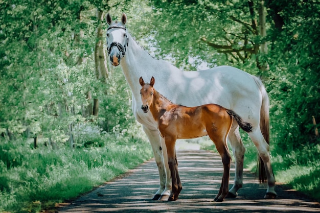 Photo horse standing in a garden