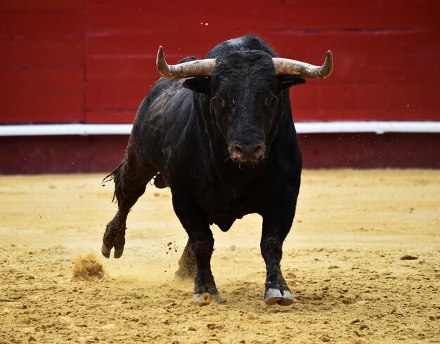 Foto cavallo in piedi sul suolo