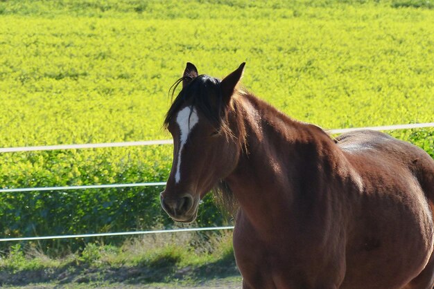 写真 野原に立っている馬