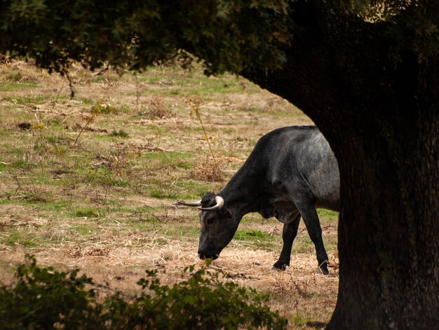 写真 野原に立っている馬