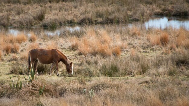 写真 野原に立っている馬