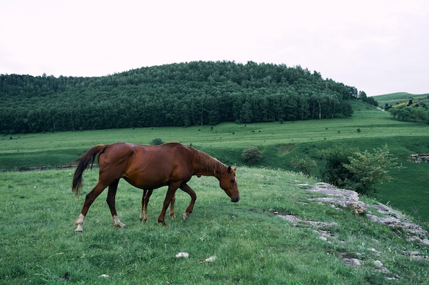 写真 野原に立っている馬