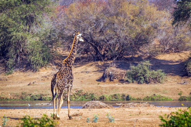 写真 森に立っている馬