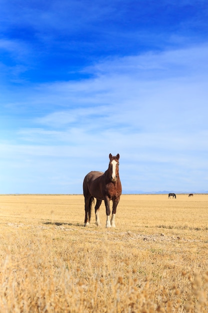 写真 フィールド垂直に立っている馬