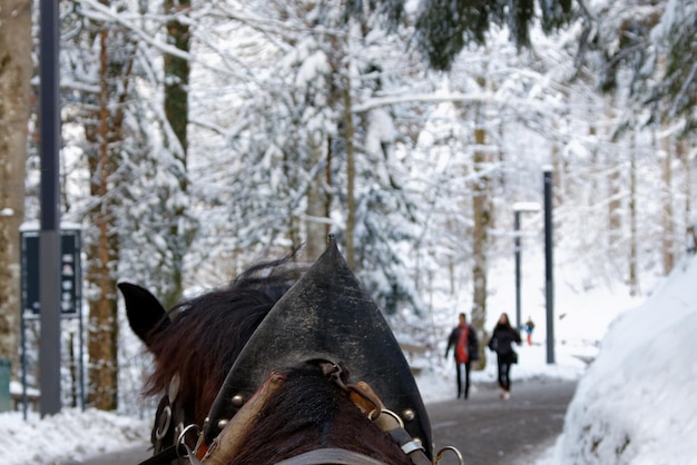 Фото Лошадь, стоящая в покрытом снегом лесу