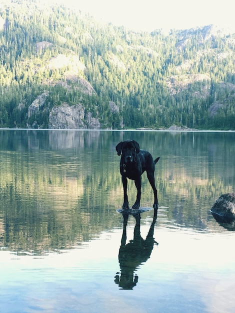 Photo horse standing on lake against sky