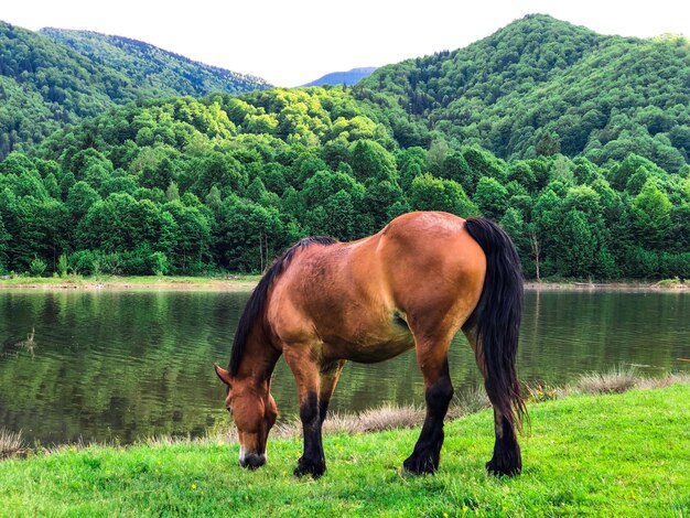 Photo horse standing in a lake