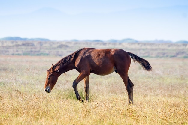 Photo horse standing on landscape