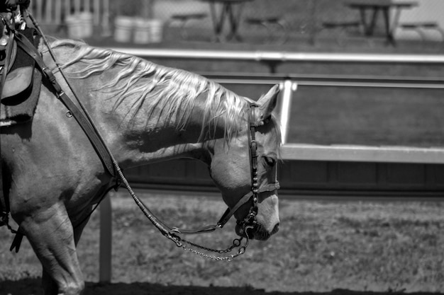 Foto cavallo in piedi nel prato