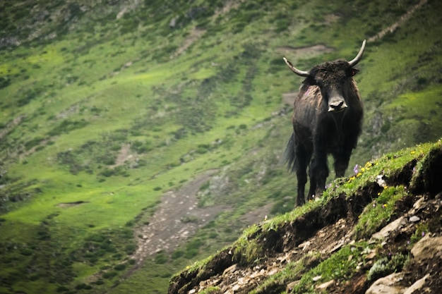 Horse standing on mountain