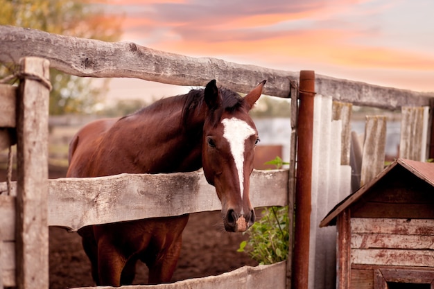 Лошадь стоит за старым деревянным забором на конной ферме