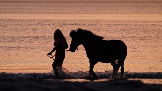 写真 浜辺に立っている馬