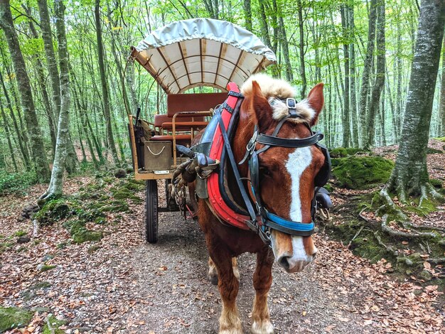 写真 野原に立っている馬