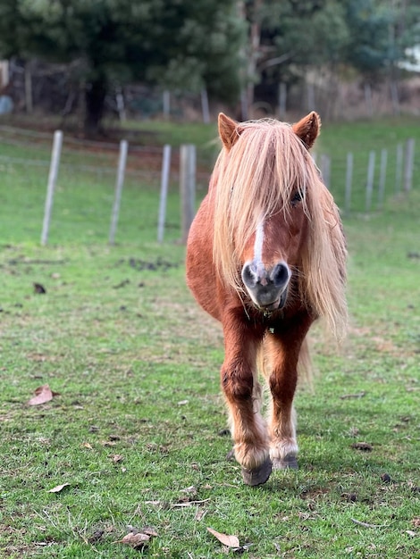 写真 野原に立っている馬