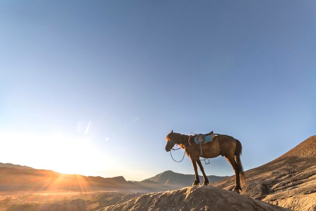 写真 澄んだ青い空を背景に山に立っている馬