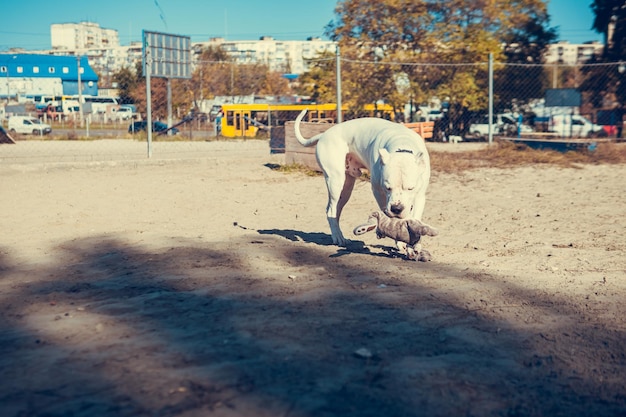 写真 道路に立っている馬