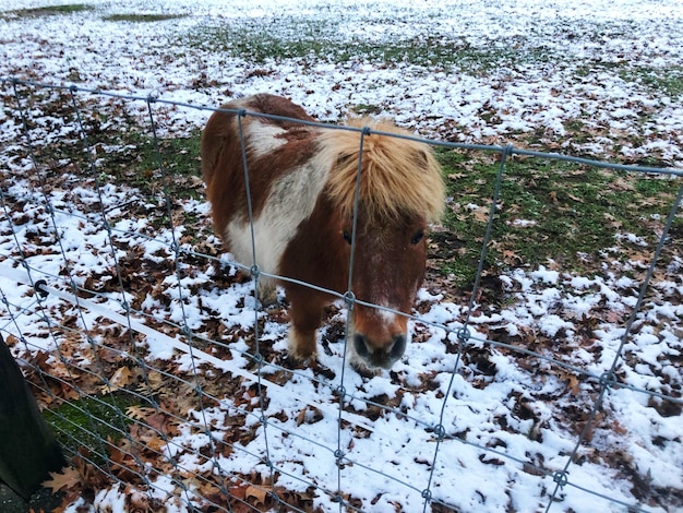 写真 雪で覆われた畑に立っている馬