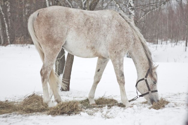 写真 冬の間雪地に立っている馬