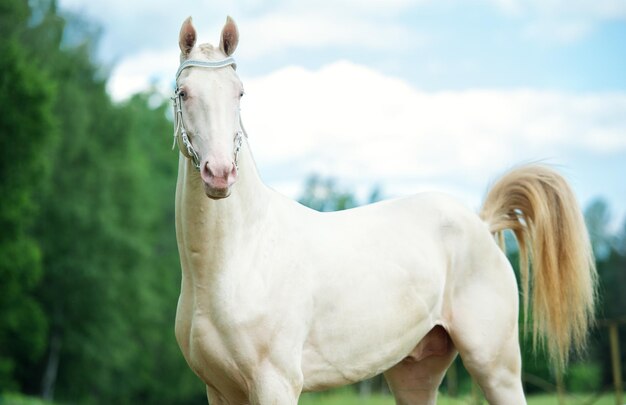 Horse standing in ranch against sky