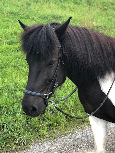 Foto cavallo in piedi in un ranch