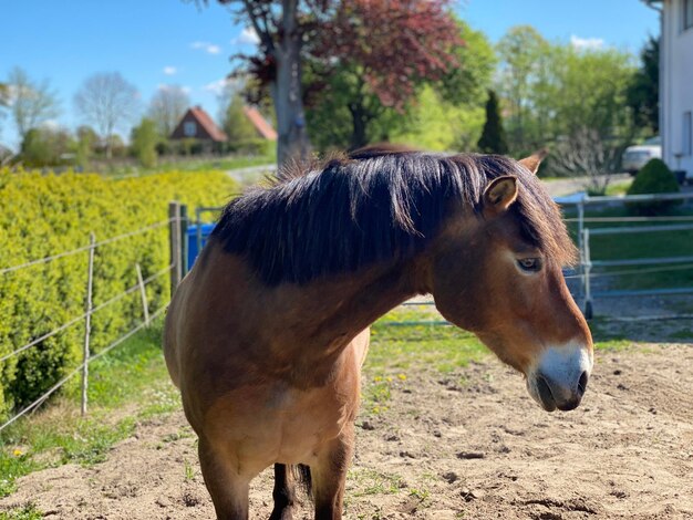 Horse standing in ranch