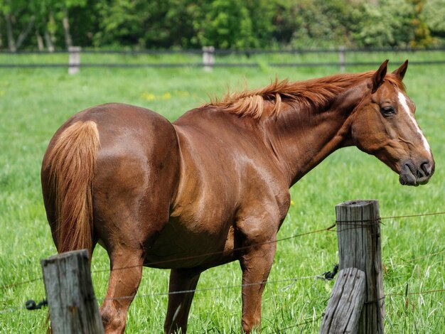 Horse standing in ranch