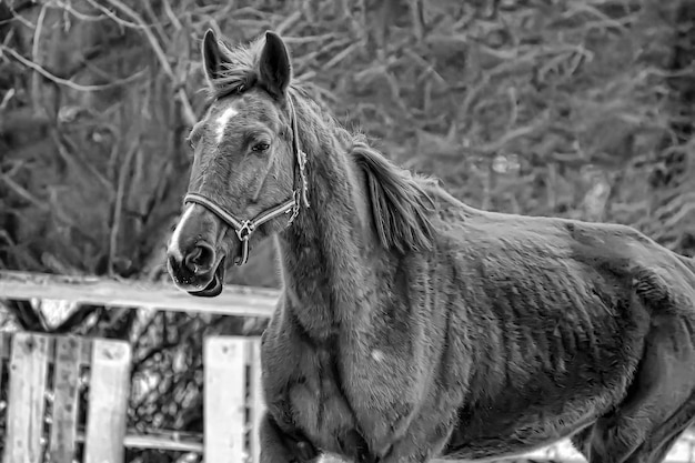 Photo horse standing in ranch