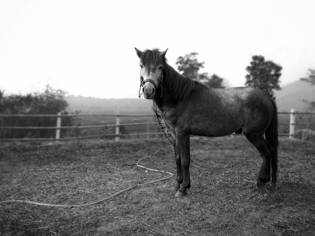 Horse standing in ranch