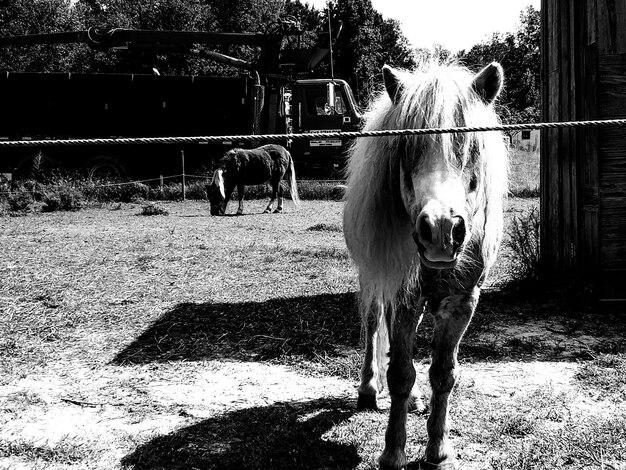 Photo horse standing in ranch