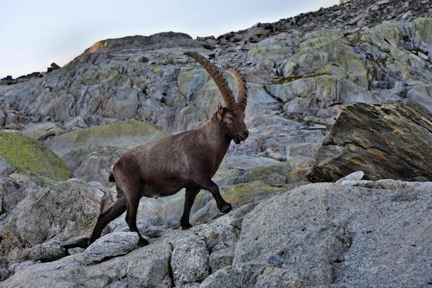 Photo horse standing on rock